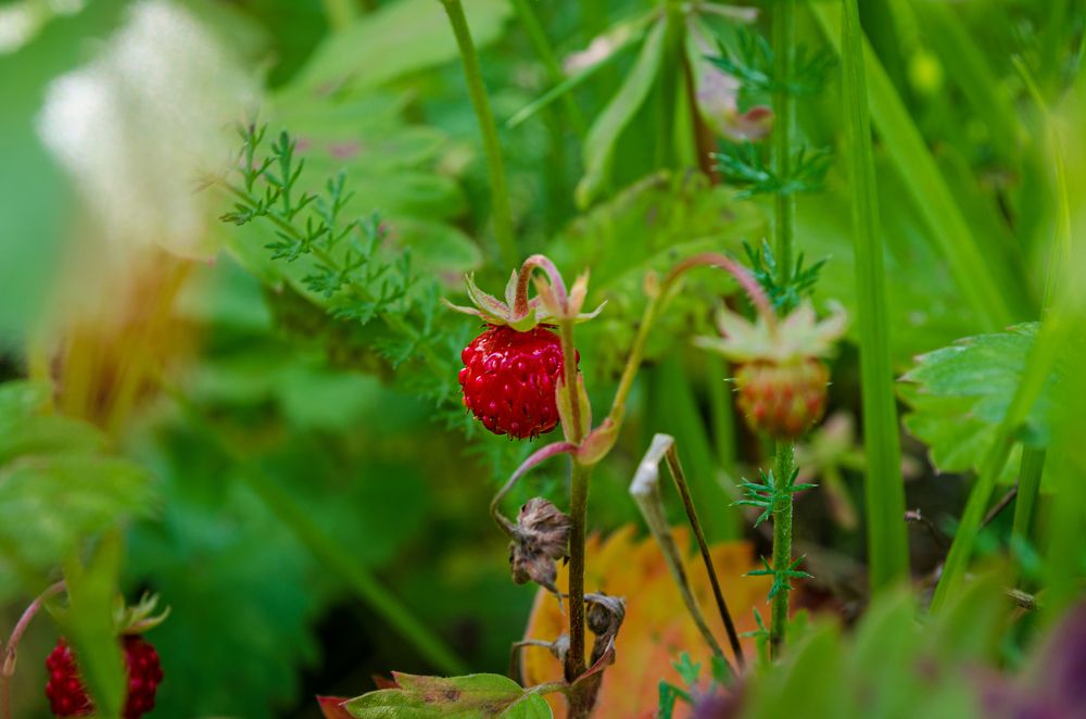 Photograph by Денис Кичев