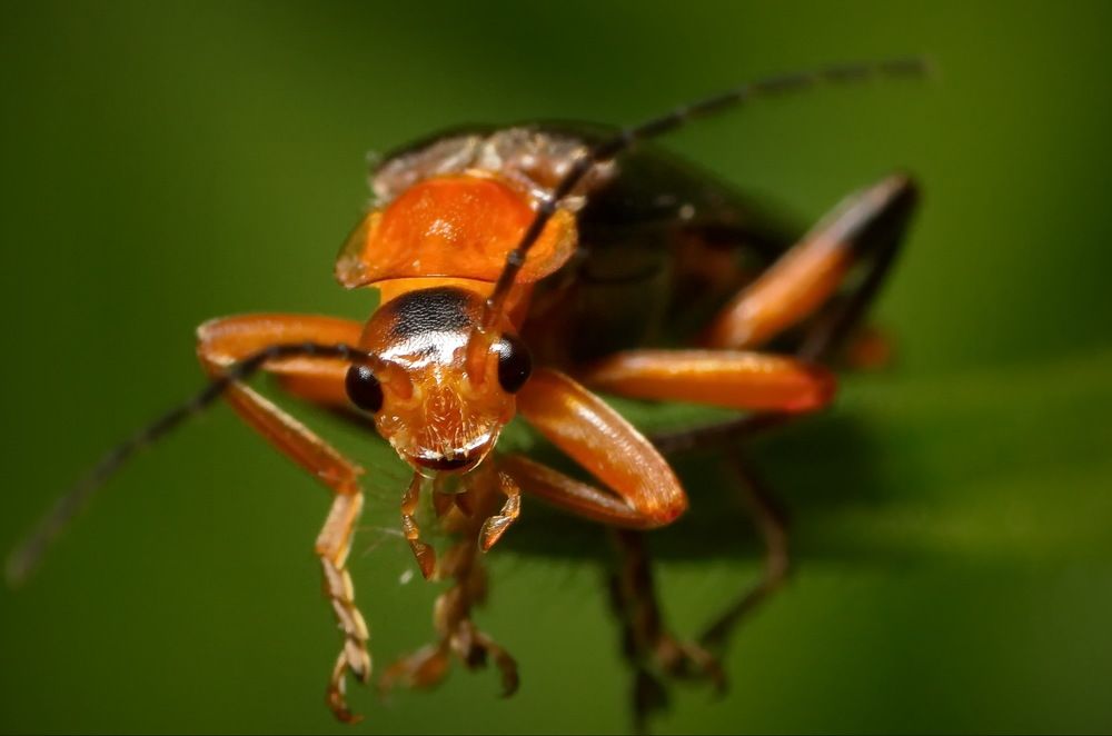 Фотография автора Юрий Кольцов