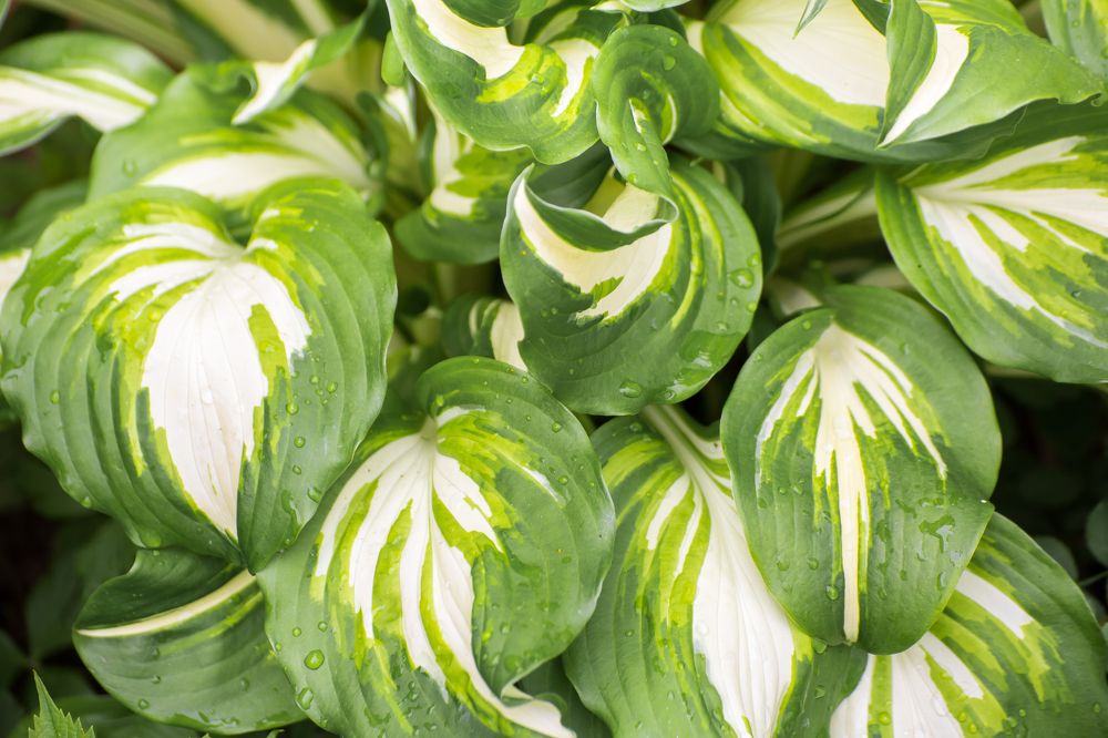 Photograph by Андрей Сафонов