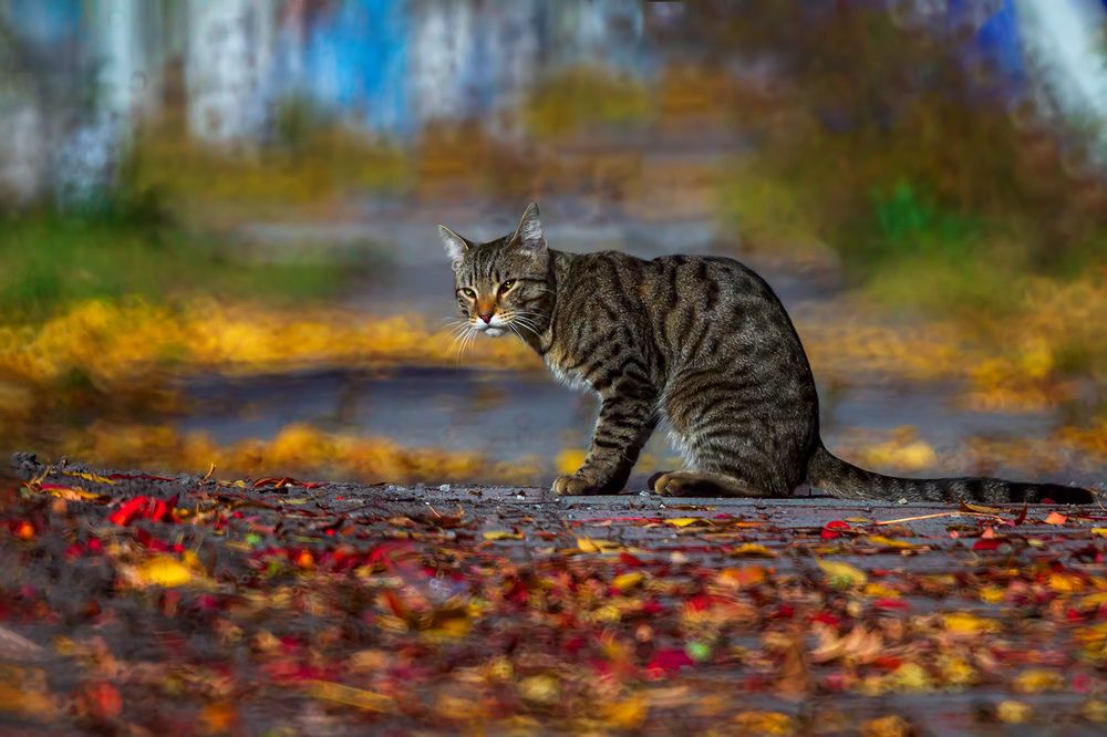 Photograph by Алёна Сурнина