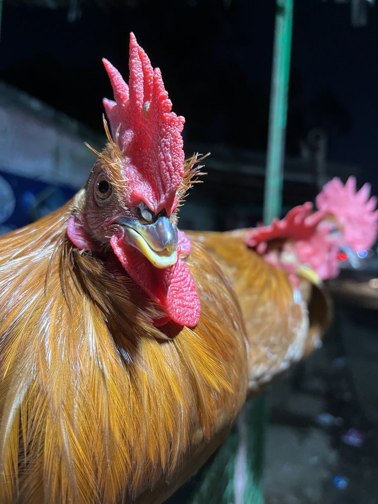 Фотография автора Atul Robin Hans