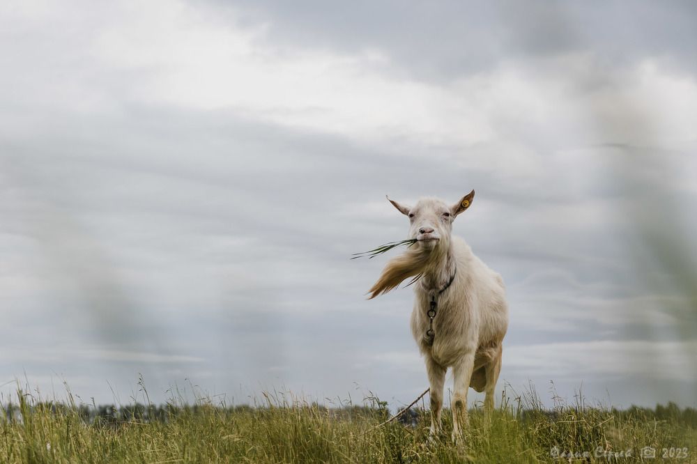 Photograph by Сергей Фадин