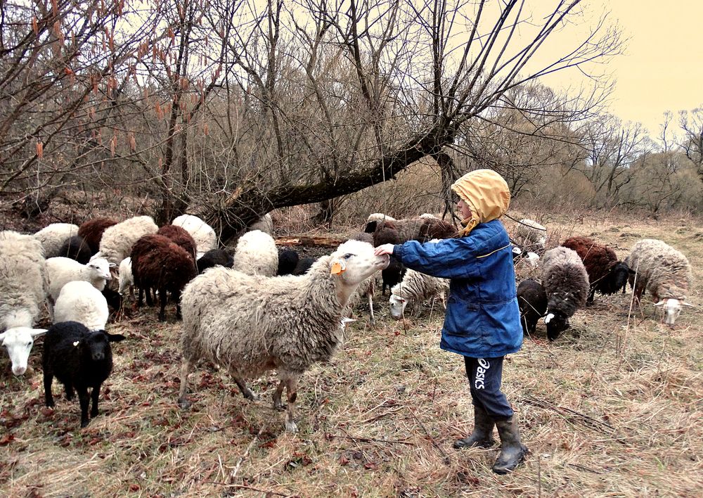 Овцы любят маленького пастушка