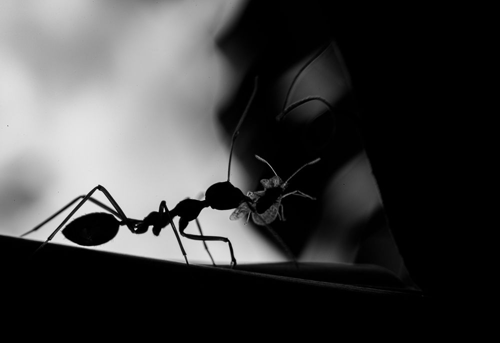 Photograph by Laddu Sasindu Pramuditha De Silva