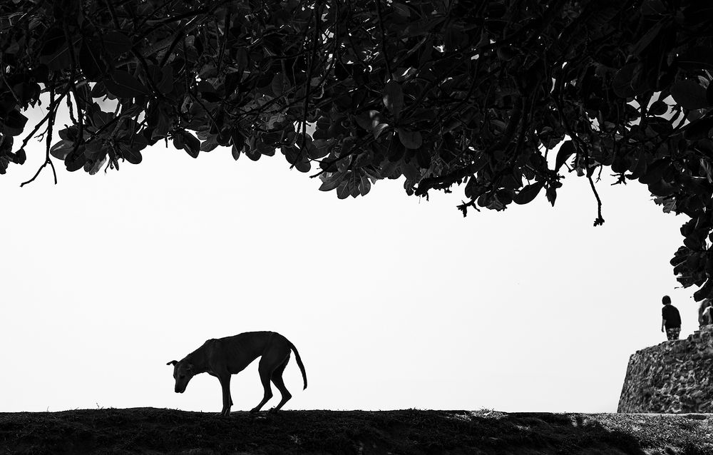 Фотография автора Laddu Sasindu Pramuditha De Silva