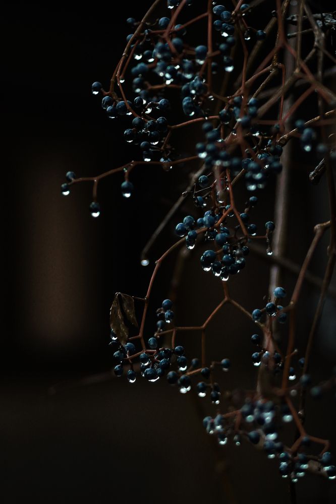 Photograph by Светлана Кавказская