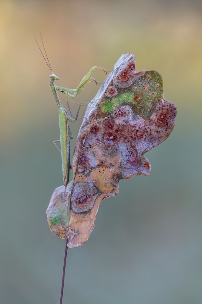 Photograph by Massimo Tamajo