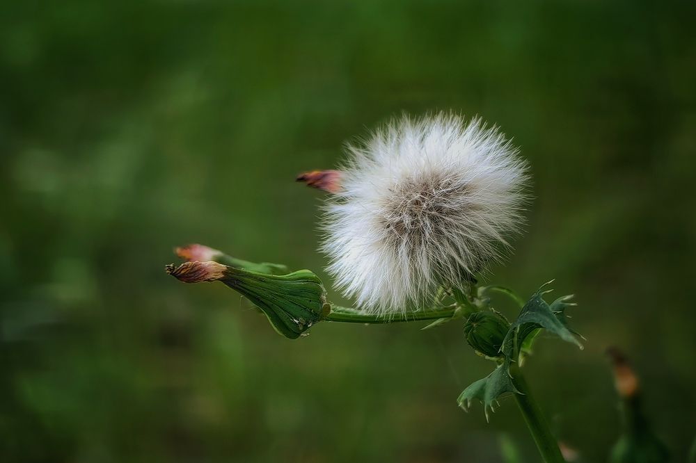 Photograph by Татьяна Бравая