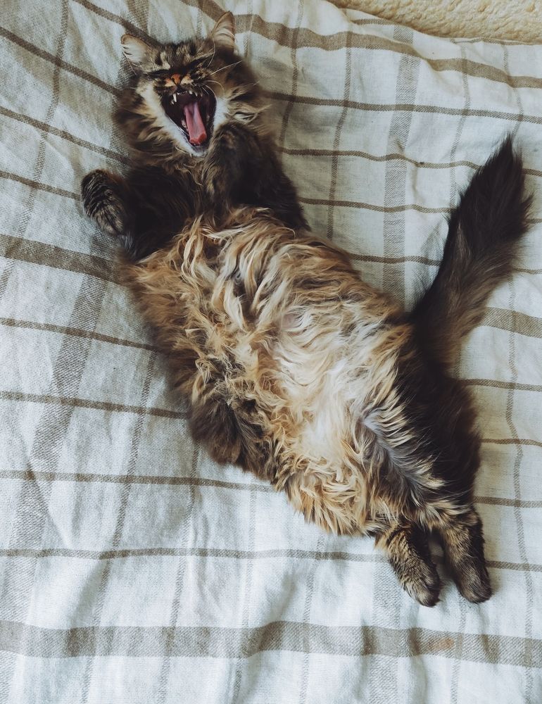 Фотография автора Catherine Shashkova