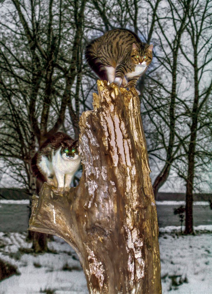 Спасительный пень.