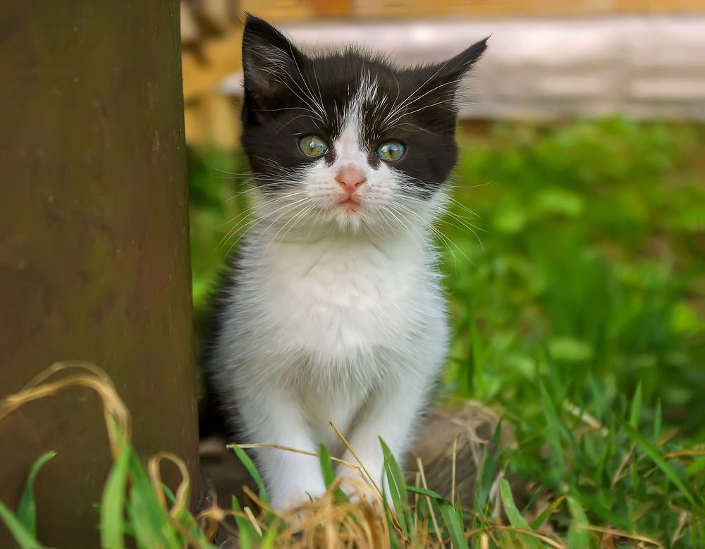 Котёнок мир узнаёт.