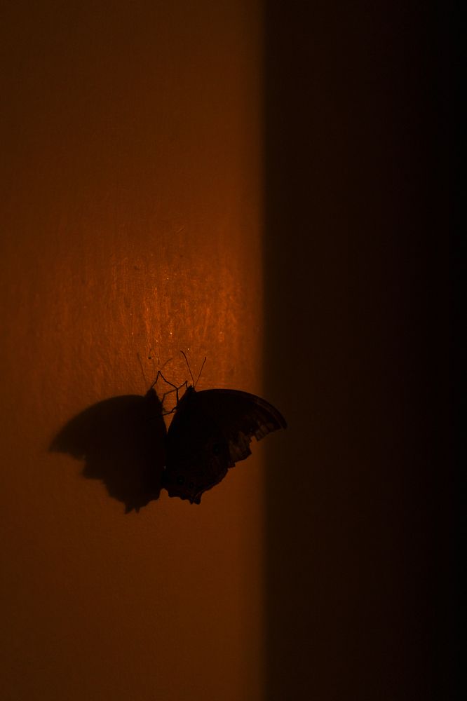 hiding in the Shadows of Orange