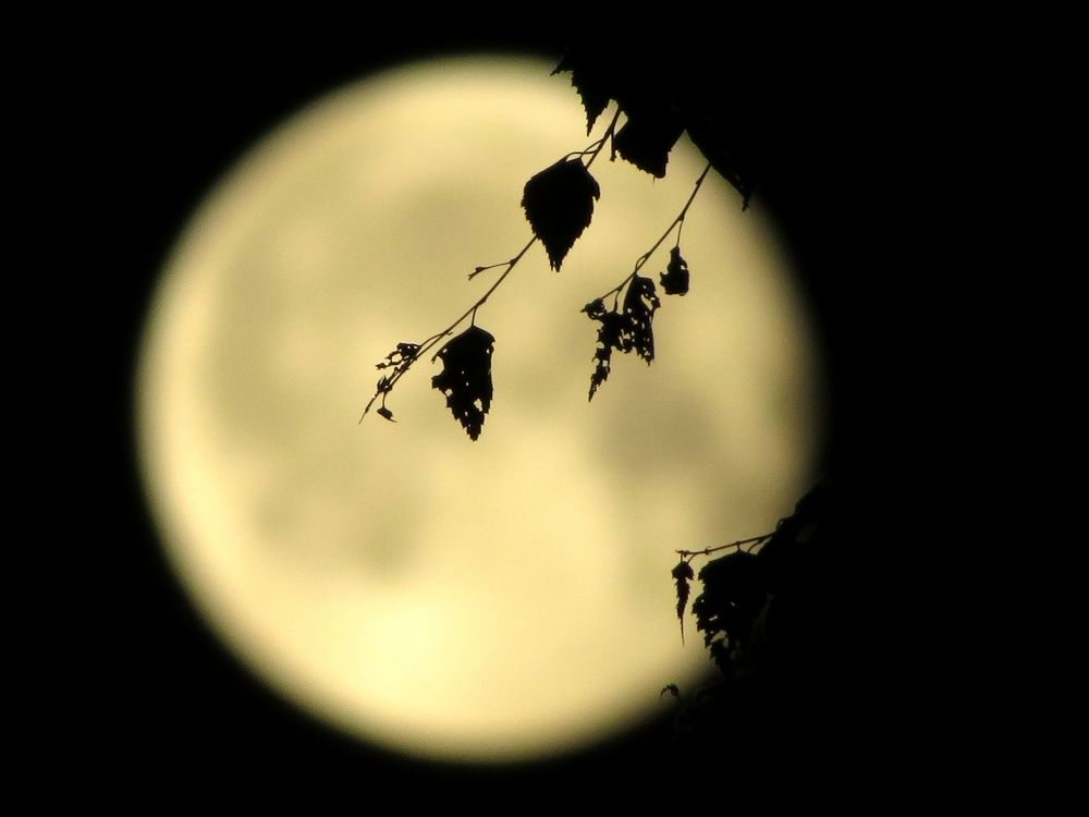 Берëзовая ветка на фоне луны