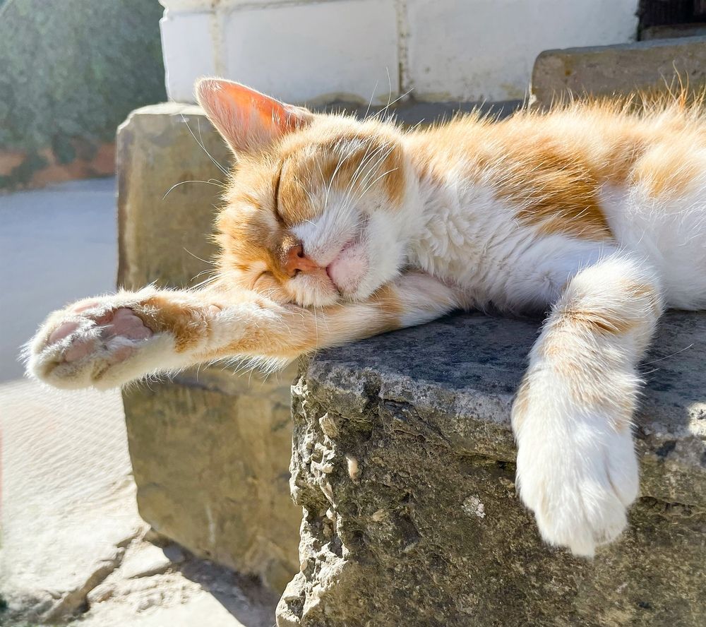 Photograph by Tatiana Teit Ash