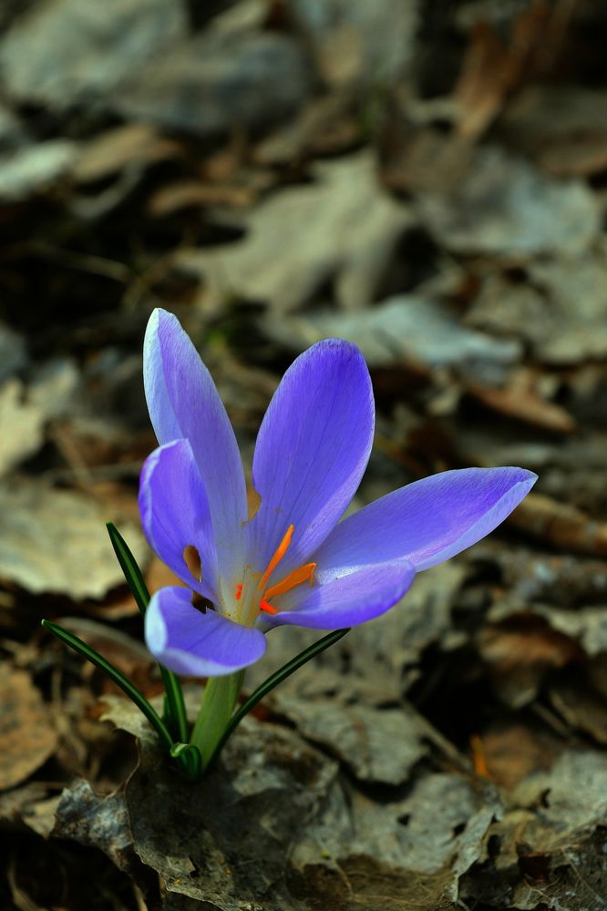 Photograph by Андрей Москалев