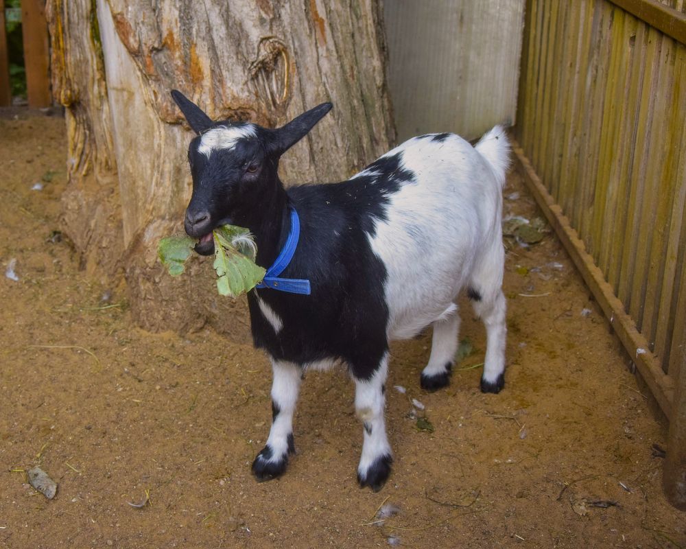 Фотография автора Альбина Хвастунова