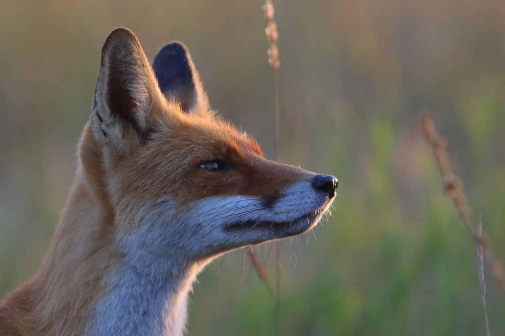 Photograph by Владимир Шебаршенко