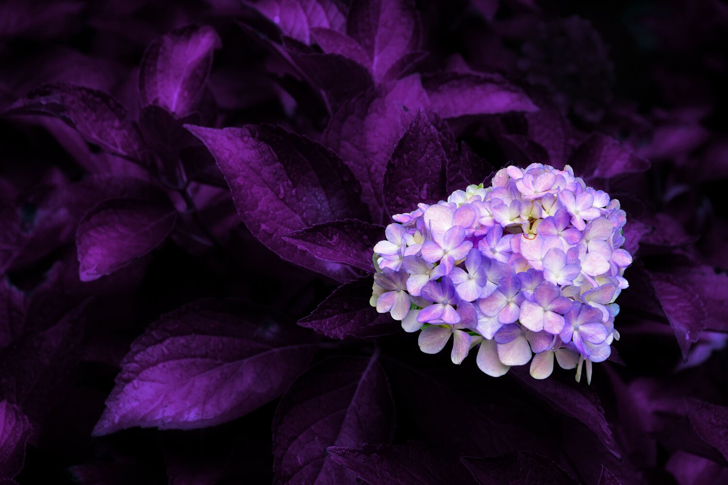 Hortensia