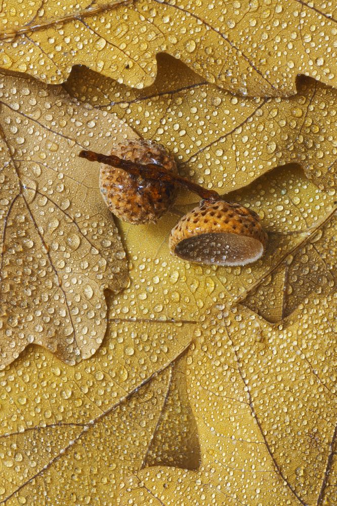 Photograph by Максим Вышарь