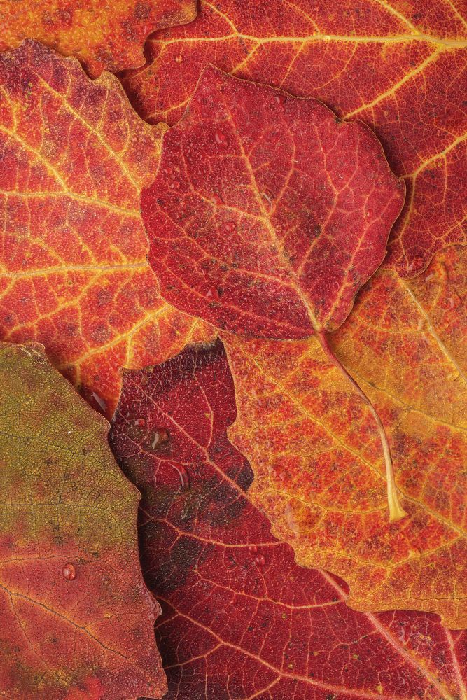 Фотография автора Максим Вышарь