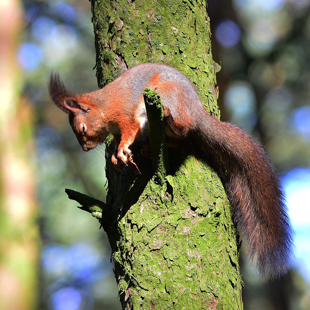 Спящая красавица.