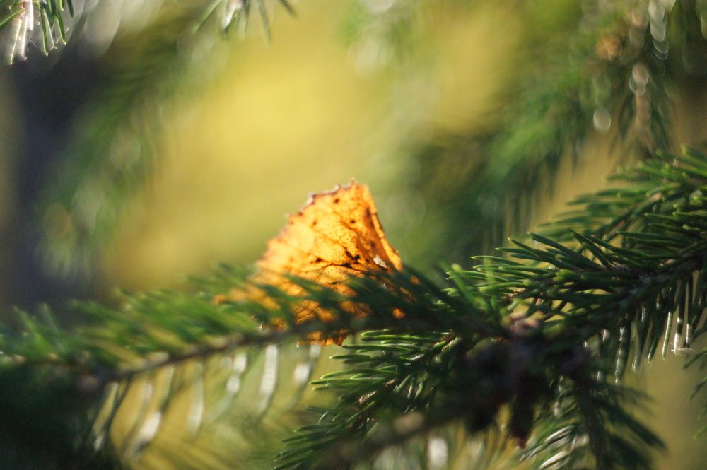 Photograph by Елена