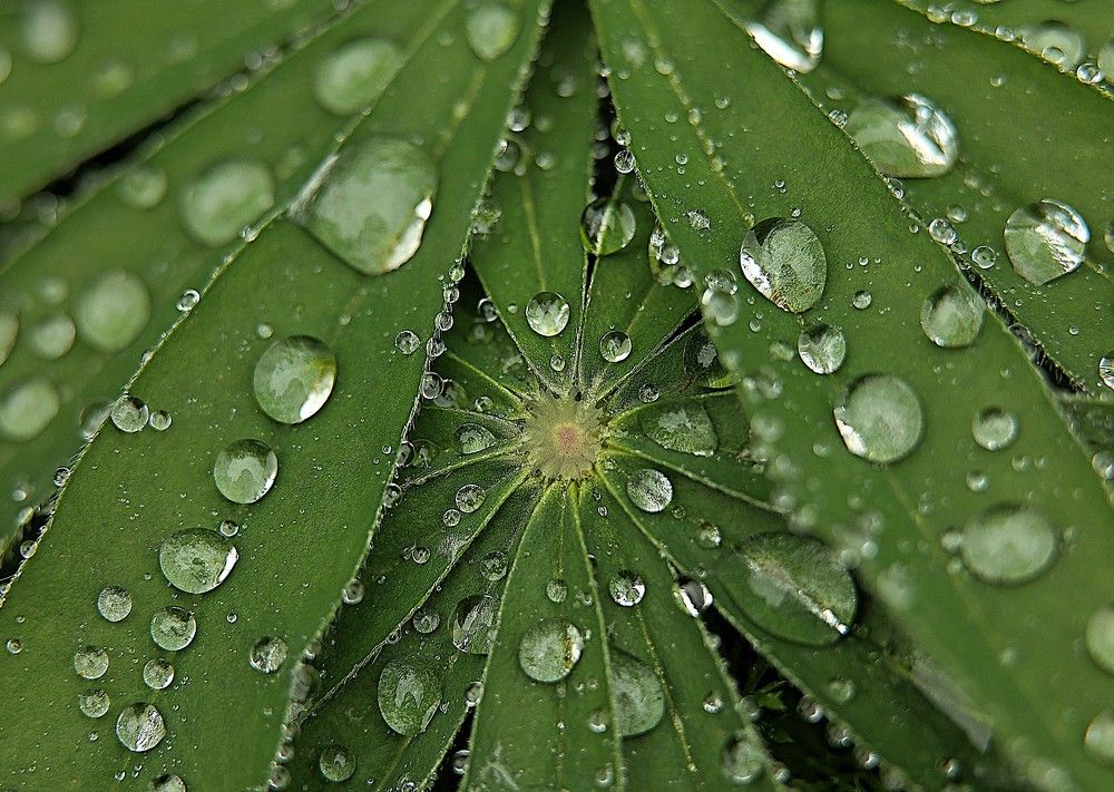 Photograph by Елена Одынец