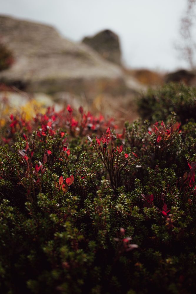 Photograph by Алина Перескокова