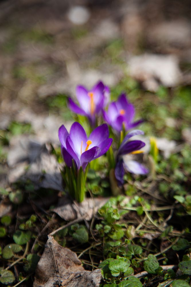 Photograph by Алина Перескокова