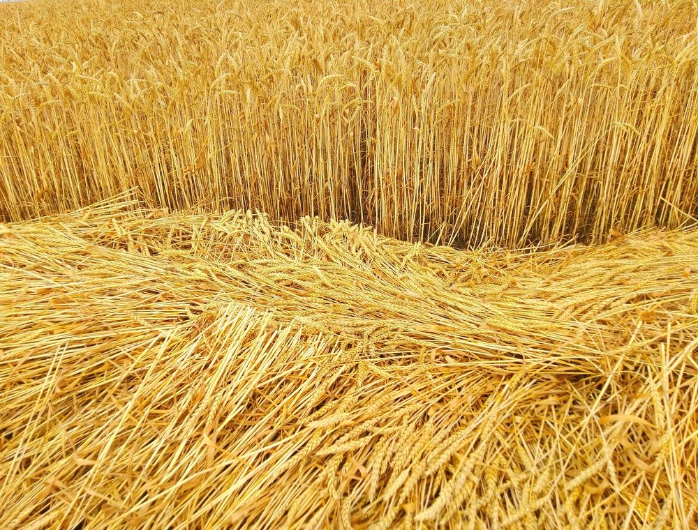 Photograph by Анна Матецкая