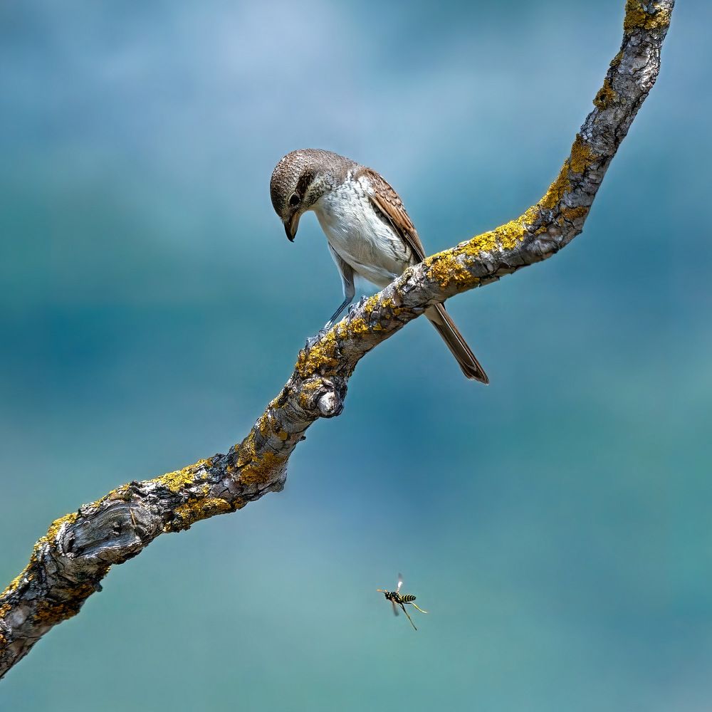 Photograph by Lyubomir Momchilov