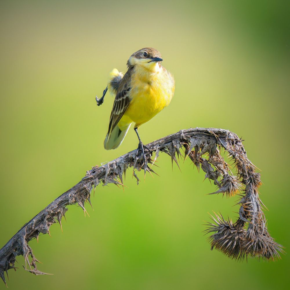 Photograph by Lyubomir Momchilov