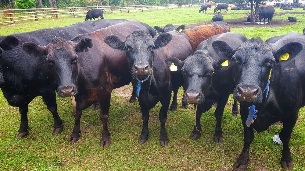 Photograph by Елена Ямнюк