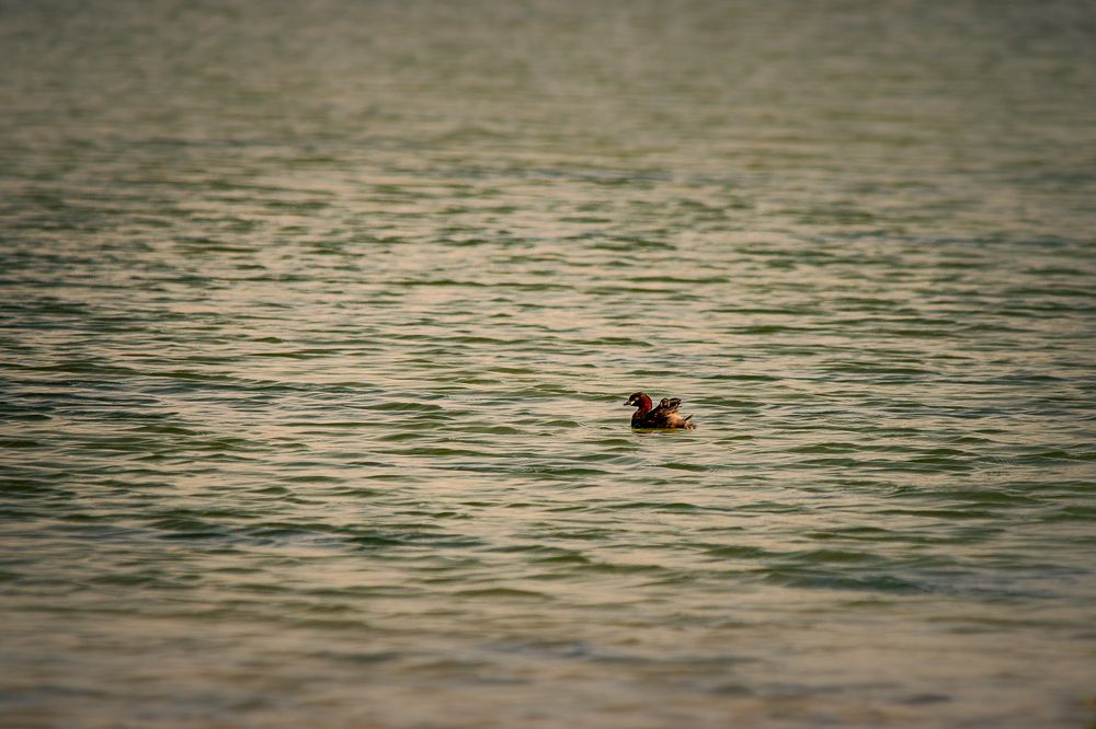 Фотография автора Kirtesh Mahant