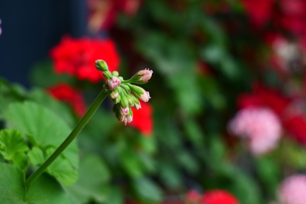 Photograph by Vl Peka Zofa