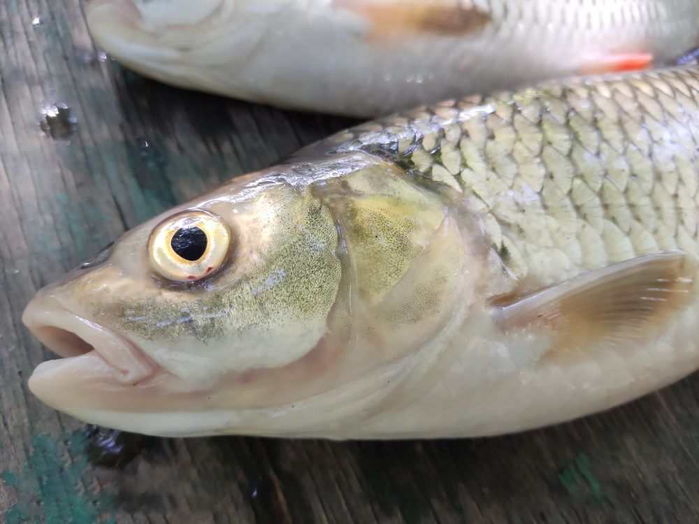 Photograph by Алексей