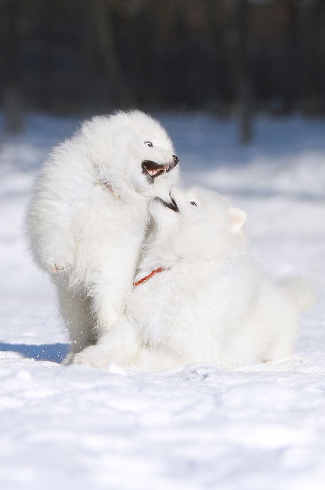 Фотография автора Надежда Лисицына