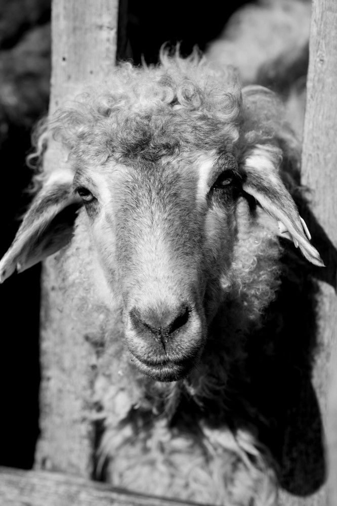 Photograph by Кристина Присакарь