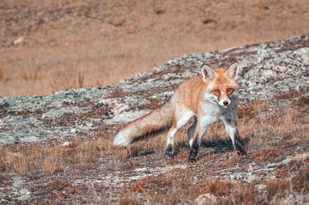 Photograph by Анастасия Сахаревич