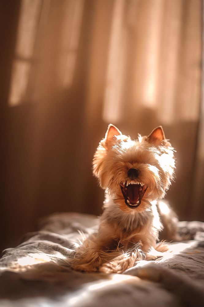 Фотография автора Анжелика