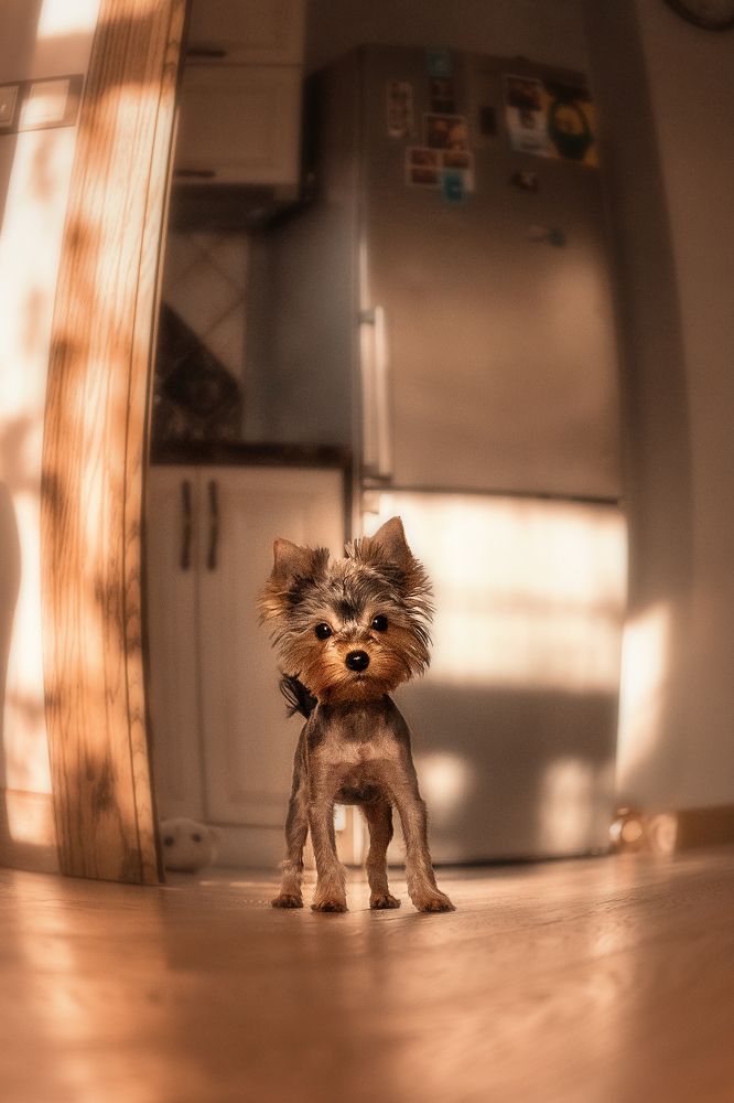 Фотография автора Анжелика