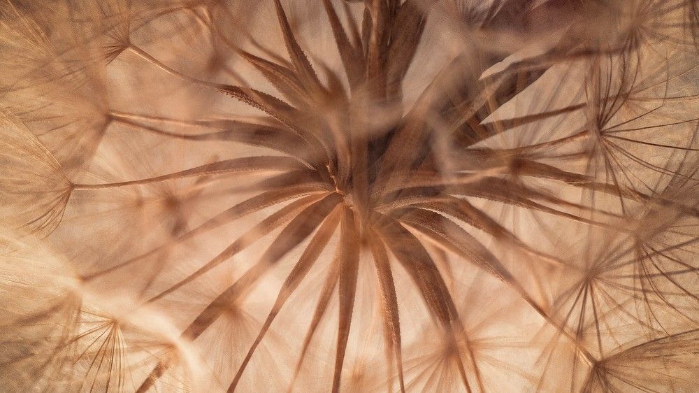 Фотография автора Анжелика