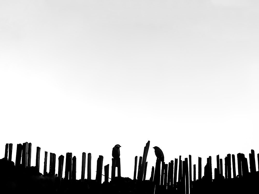 Photograph by Adel Sami