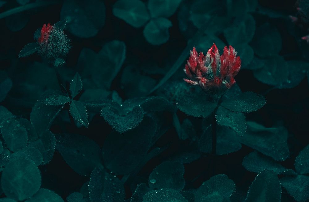 Photograph by Юлия Лушникова