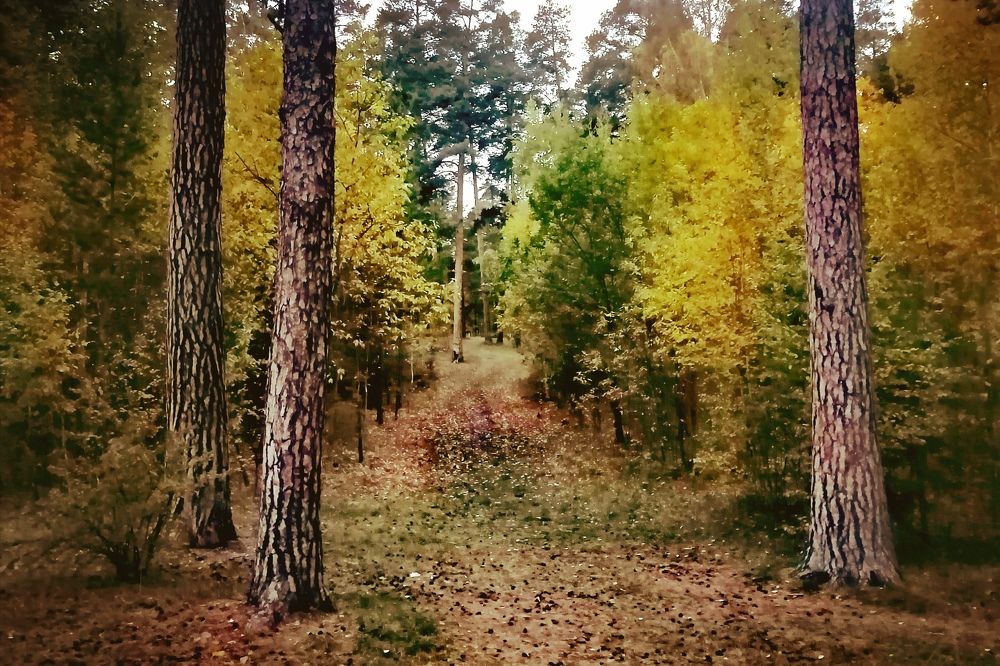 Photograph by Дмитрий Петренко