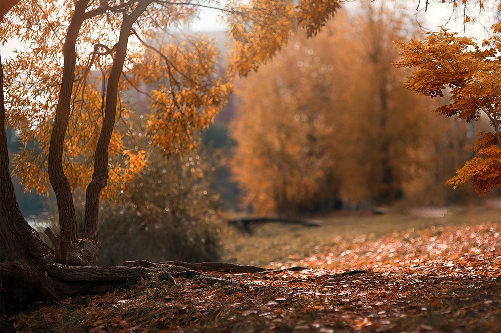 Photograph by Валерий Коновалов