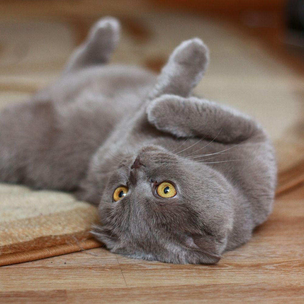 Фотография автора Галина Спирина