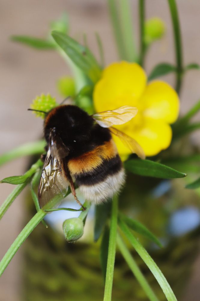 Фотография автора Victoria Vaigant