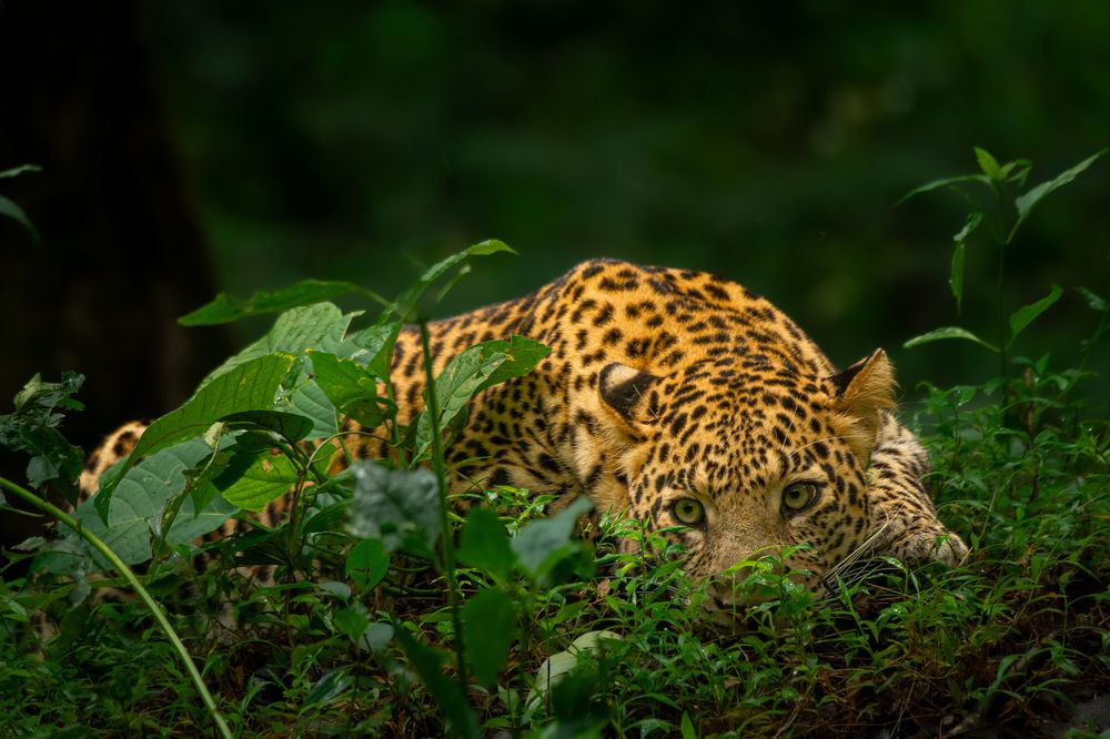 Photograph by Dipanjan Chakraborty