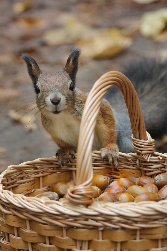 Фотография автора Тамара Караваева